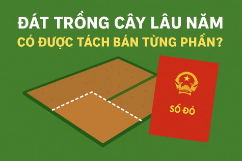 Đất trồng cây lâu năm có được tách bán từng phần không?